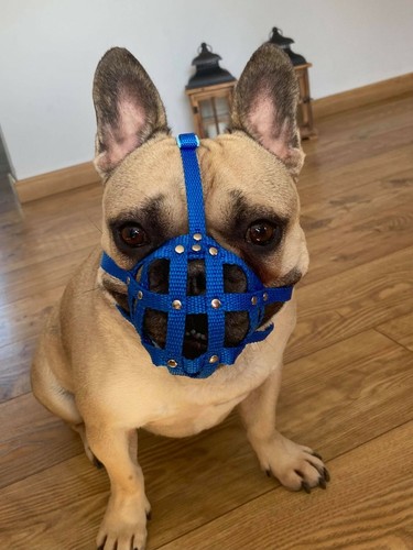 Dog muzzle for french - muzzle, bulldog