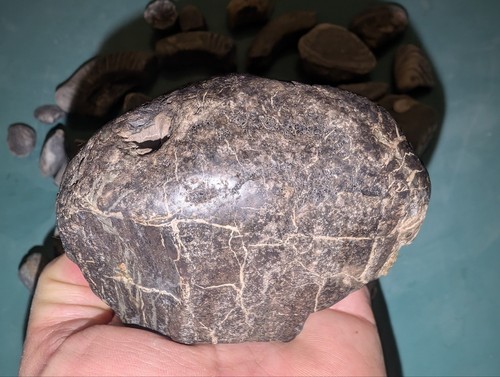 Fossilised wood jurassic - &,