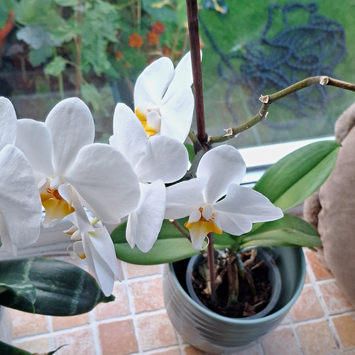 Phalaenopsis moth orchid - phalaenopsis,