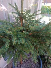 Norway Spruce (Picea Abies)