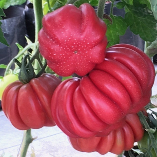 Oaxacan pink tomato seeds - oaxacan,