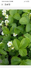 Royal sovereign potted - 6,