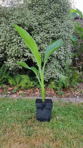 Pot grown rare ensette hiniba - pot,
