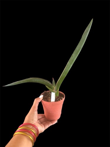 Sansevieria robusta rare - sansevieria, |