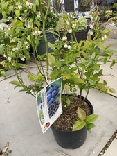 Blueberry Plants Vaccinium