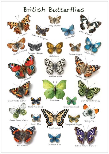 British butterflies - a3,