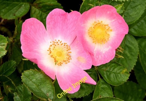 Photo 6x4 dog - 6x4, roses,