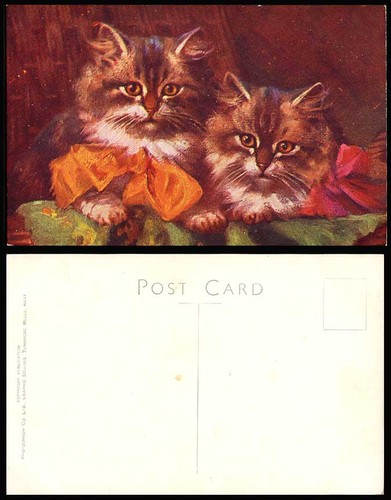 Beautiful cats kittens - beautiful,