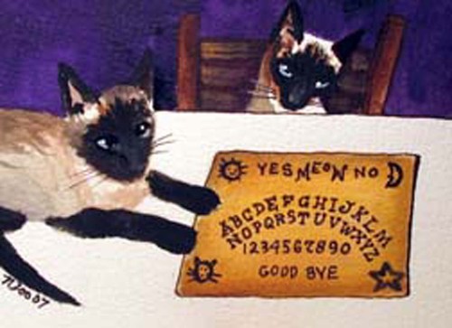Siamese cats ouija board - siamese,
