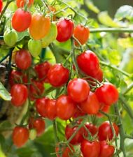 MINI PLUM TOMATO SEEDS -