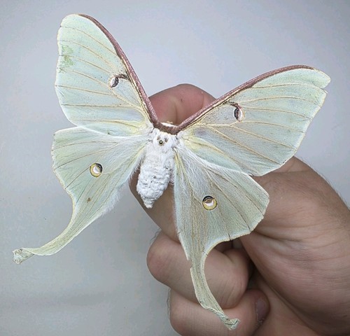 Actias luna set specimen - a2,