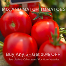 Tomato - ALICANTE HEIRLOOM