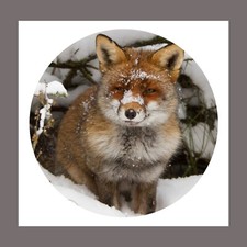 Fox in Hole Snowing Hunting Wild Animal Square Canvas Picture Wall Art Prints