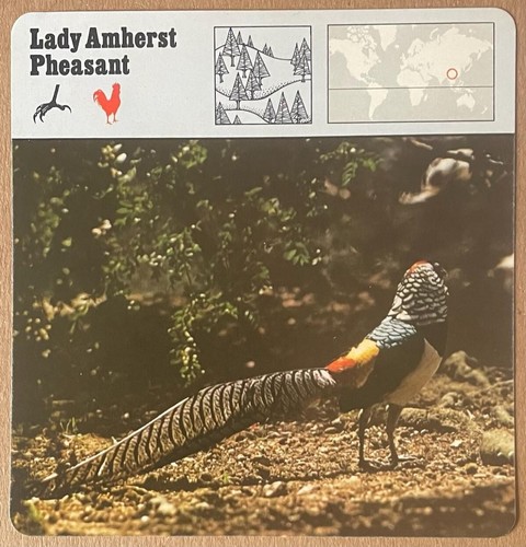 Lady amherst pheasant 1977 - lady,