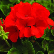 Geranium F1 Horizon Scarlet Pelargonium x 6 Plug Plants  