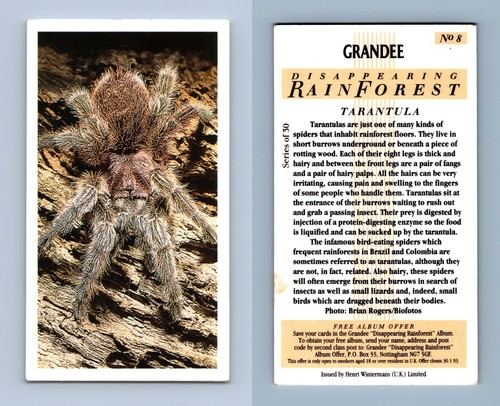 Tarantula disappearing - tarantula,