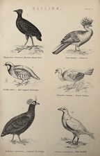 Antique Print 1870s Birds | British Turkey, Partridges & Sheathbill | Engraving