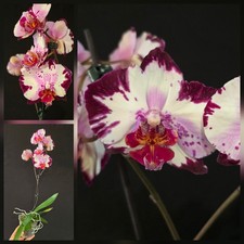 Phalaenopsis "Magic Art". 1