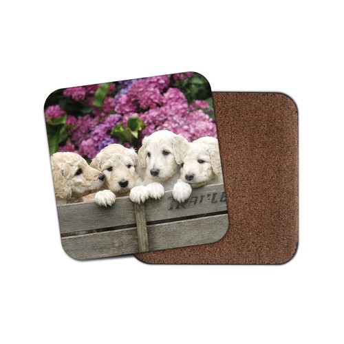 Cute labrador puppies - cute, coaster