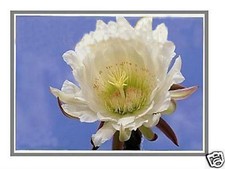 13.3" LCD Screen For Toshiba