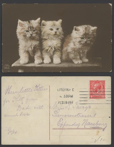 Cats little kittens with - cats,