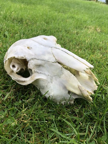 Real sheep skull 2 - skull, #2