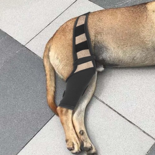 Dog knee brace - knee, patella