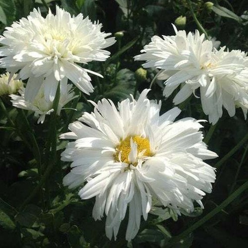 Crazy daisy double seeds - 25,