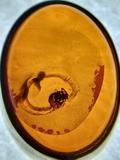 Natural Amber With insect Inclusion Cabochon In A 925 Silver Surround