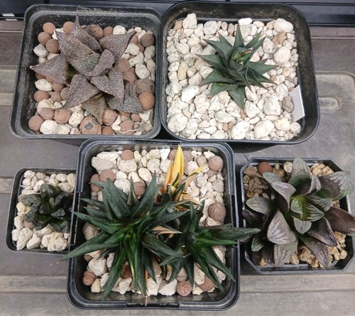 Haworthia succulent plant - haworthia,