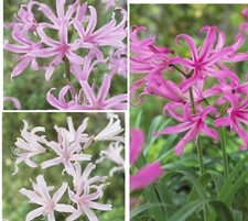 3 X Nerine belladiva MIXED. bulbs Beautiful large flowers. Autumn flowering
