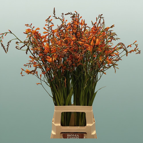 Crocosmia lucifer - crocosmia,