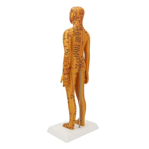 Acupuncture female model - model, clear