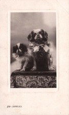 Jap Charlies King Charles Dogs