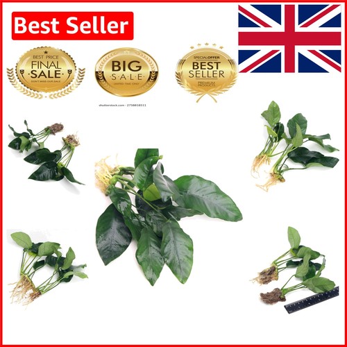 Pack anubias barteri var - anubias,