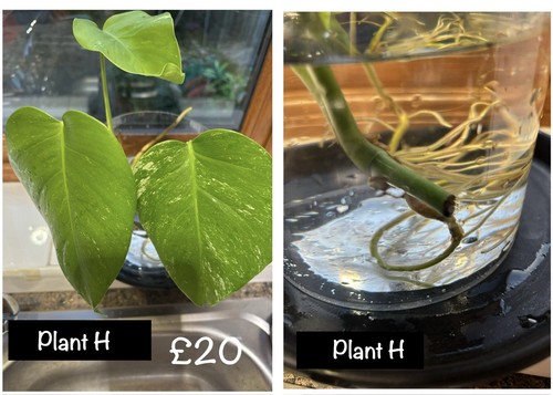 Monstera albo variegated - monstera,