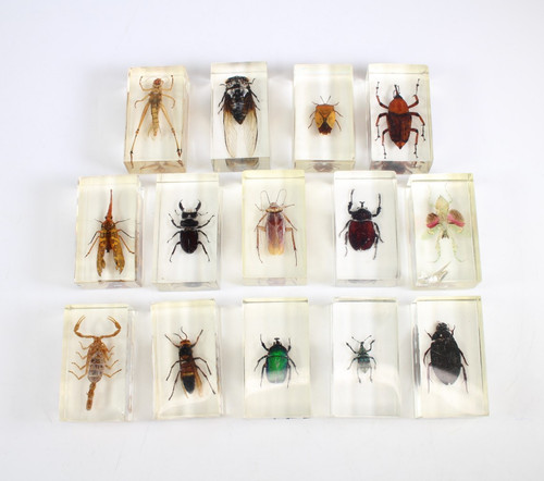 14x real insect specimen bugs - real,