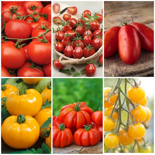 Tomato plug plant pack - plug, 12