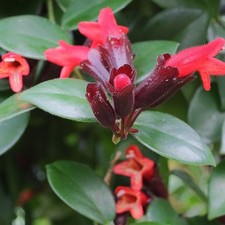 Aeschynanthus 'Mona Lisa'