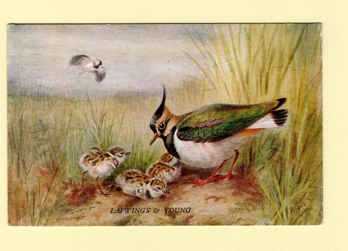Postcard lapwings artist - lapwings,