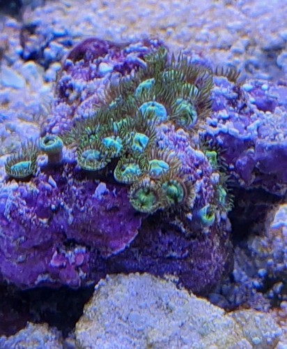 Green zoanthid coral polyp - zoanthid,