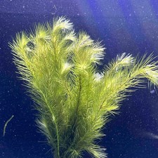 Mayaca Fluviatilis x 5 Stems