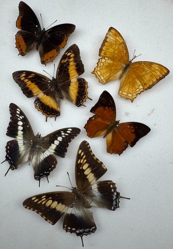 Real charaxes butterfly - real,