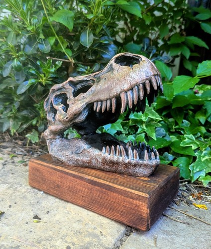 Rex dinosaur skull - dinosaur,