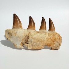 Mosasaur Jaw Fragment with