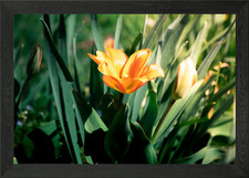 A tulip in the sun Framed Wall
