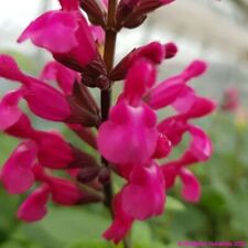 6  Salvia Pink Mulberry   Hardy  Perennial  Alpine  Plug plants