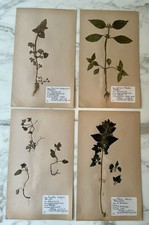Set Of 4 Rare vintage Swedish Herbarium Pressed Flowers From 1940 ’s