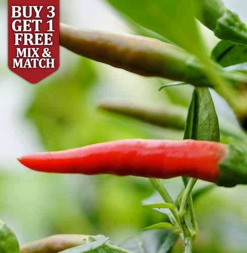 Demon red chilli pepper seeds - red,