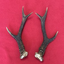 PAIR OF ROE DEER ANTLERS , 164g. aprox. 22,5/23cm.